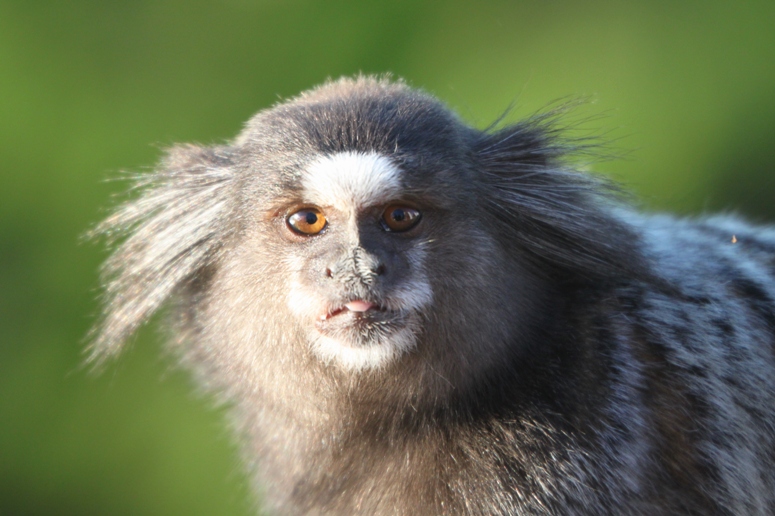 marmoset